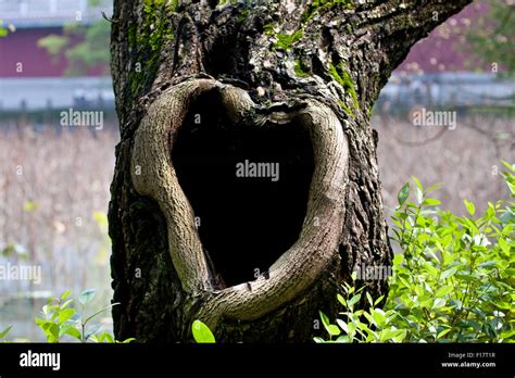 Grand trou dans un tronc d arbre Banque de photographies et dimages à