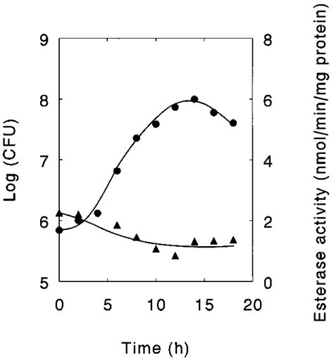 Esterase Activity Of S Cerevisiae During Various Stages Of Growth