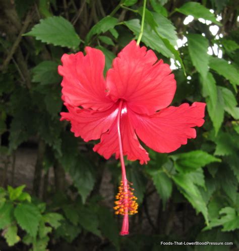 Hibiscus tea to lower diastolic blood pressure