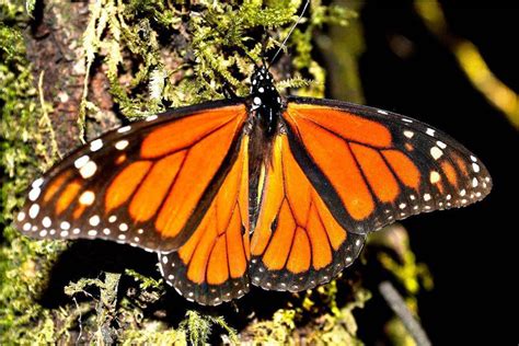 Edomex dónde están los santuarios de la mariposa monarca