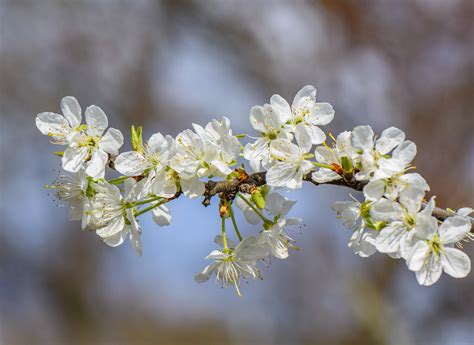 Primavera Flores Blancas Florecer Foto Gratis En Pixabay Pixabay