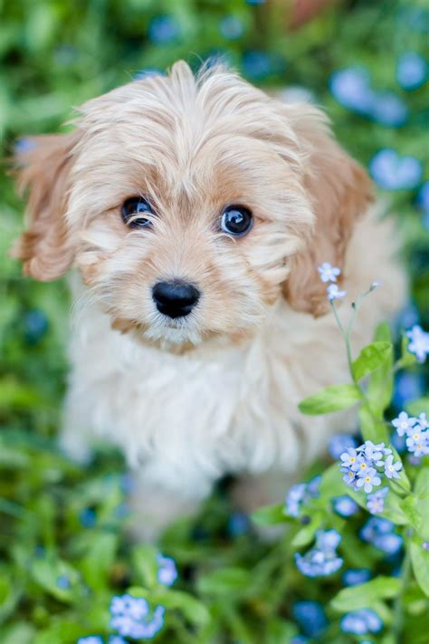 Betsy The Cavapoo Cute Dog Pictures Fluffy Puppies Cute Baby Animals