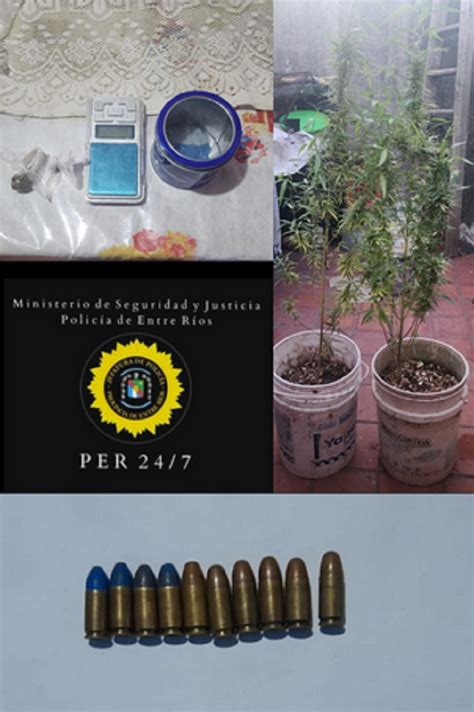 Allanamientos simultáneos Secuestran cartuchos plantas de marihuana y