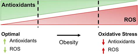 Frontiers The Impact Of Oxidative Stress On Adipose Tissue Energy Balance