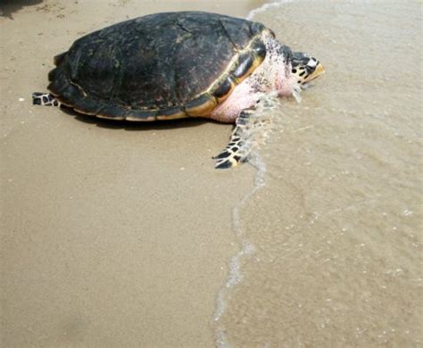 Algarve Tartarugas Mortas Ficaram Presas Em Redes De Pesca Tvi Not Cias