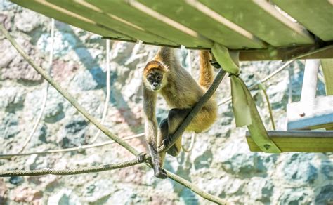 Black-handed Spider Monkey - Milwaukee County Zoo