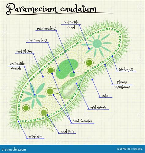 Structure Of A Paramecium Stock Image | CartoonDealer.com #241704979