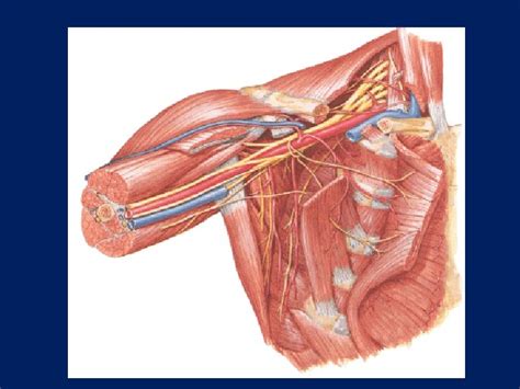 Regio Deltoidea N Regio Brachialis Anterior Et Posterior