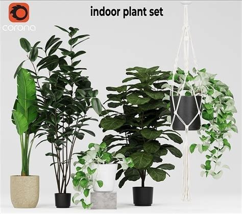 Indoor Plant Set 3d Model Rigged Cgtrader