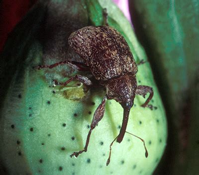 The Boll Weevil War, or How Farmers and Scientists Saved Cotton in the ...