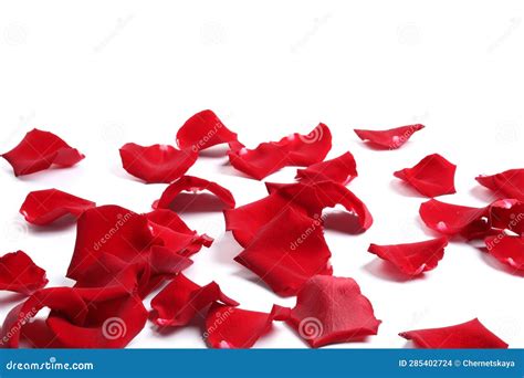 Beautiful Red Rose Petals On White Background Stock Photo Image Of