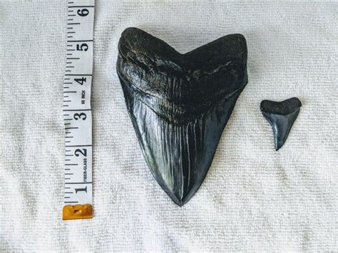 This Is What A Megalodon Shark Tooth Looks Like Compared To A Great