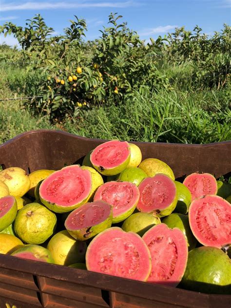 Fruticultura Do Paran Ganha For A Apoio Do Estado Ag Ncia