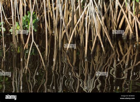 Red Mangrove Prop Roots Rhizophora Mangle Growing Along The Saint Lucie