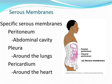 Serous Membrane Examples