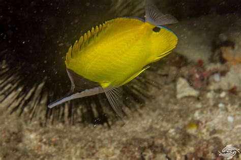 Yellow Long Nose Butterflyfish – Facts and Photographs