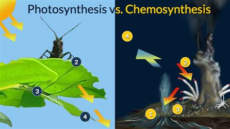 Photosynthesis vs. Chemosynthesis – Woods Hole Oceanographic Institution