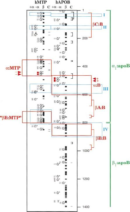 Mapping Of Homologue Domains Amphipathic Motifs Cysteine Residues