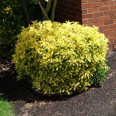 Euonymus Golden Stunning Gold Edged Variety Of Euonymus Japonicus