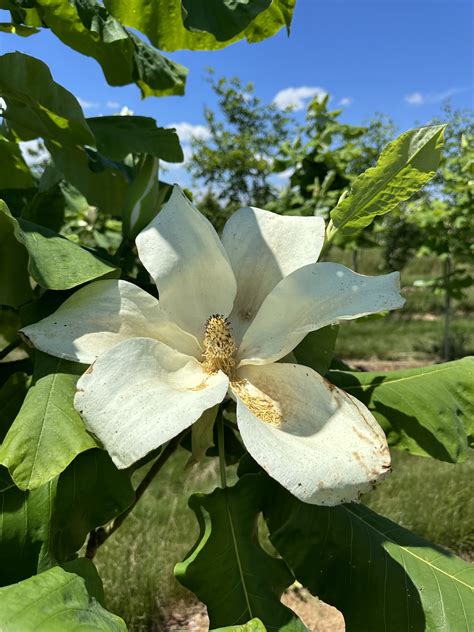 Magnolia macrophylla | Raemelton Farm