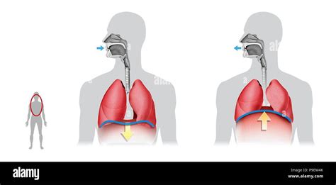 La Ventilation Pulmonaire Linspiration Et Lexpiration Photo Stock