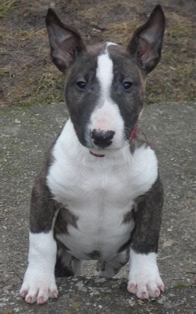 99 Miniature Bull Terrier Photos L2sanpiero