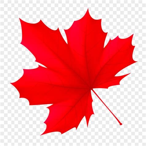 Canada Red Illustration Maple Leaf Png Image Citypng