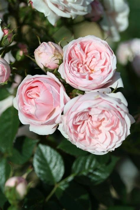 Rose Silver Wishes 3 Litre Stewarts Garden Centre