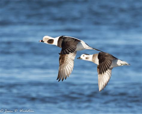 Academy Guide to Local Bird-watching Spots – The Academy of Natural