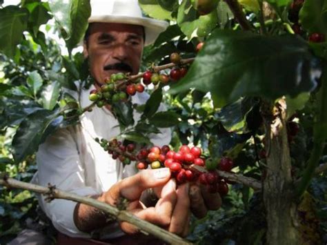 De Cuánto Fue La Producción De Café De Colombia Y Otros Países Productores En 2022 2023 Agro