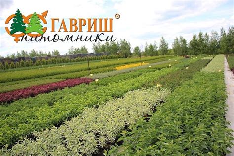 Гавриш питомник