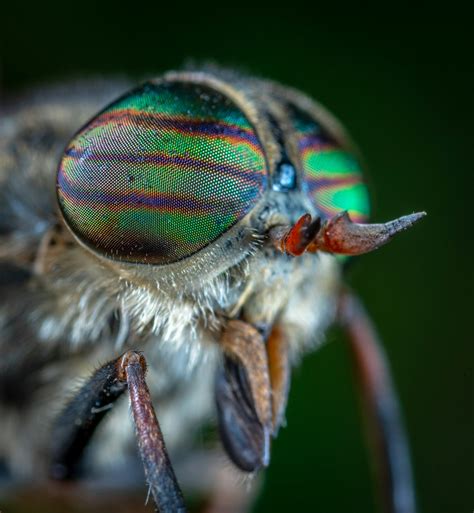 L importance cruciale des insectes dans l équilibre de notre écosystème