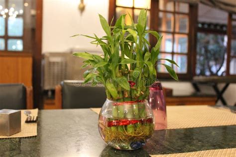 A Lucky Bamboo Feng Shui Plant. Stock Image - Image of luck, flower ...