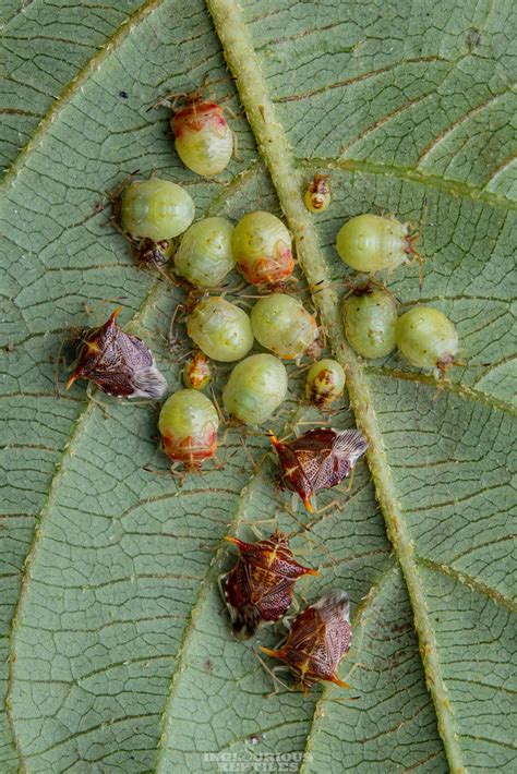 Pentatomidae Inglourious Reptiles Flickr