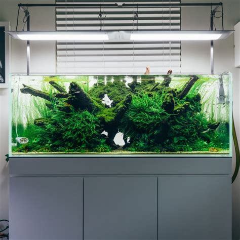 Nature Aquarium Planted Tank With Aquascaping And Aquarium Plants