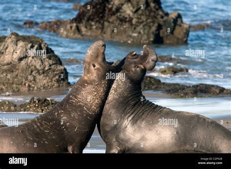 Elephant Seal Bulls Fighting Stock Photo Alamy