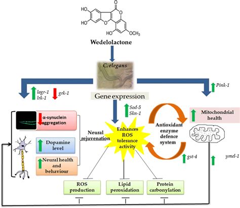 Schematic Representation Shows The Upregulated Dopamine Levels And