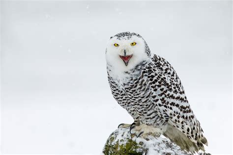 Why Do Owls Hoot Behavior Explained