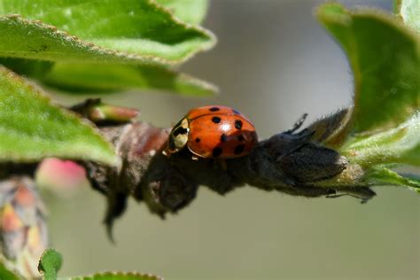 Free Picture Ladybug Garden Plant Spring Bug Insect Beetle