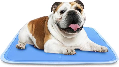 11 Best Cooling Mats For Dogs