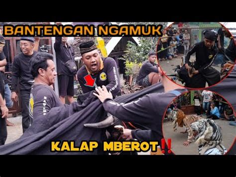 Buron Alas Bantengan Ngamuk Banteng Kembar Live Wiyu Pacet Mojokerto