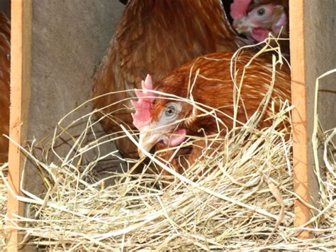 nid paillé Notre Basse Cour Elevage de poules pondeuses