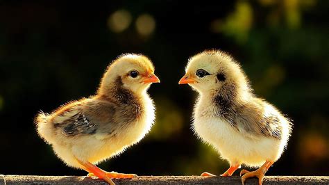 Cute Chicken Wallpapers - Top Những Hình Ảnh Đẹp