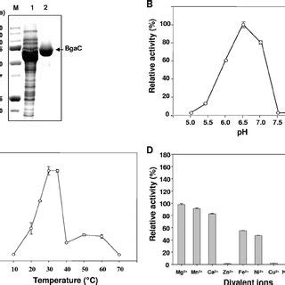 Purification And Biochemical Characterization Of Recombinant Bgac