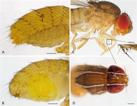 SciELO Brasil First Record Of Zaprionus Tuberculatus Malloch 1932