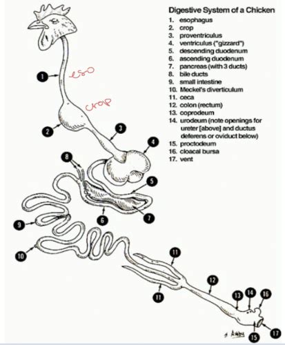 LEC 43 Avian And Equine GI Flashcards Quizlet