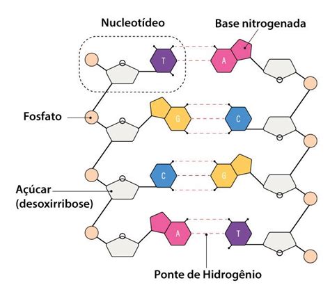 Código genético Toda Matéria