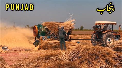 Harvesting Of Canola Crop Punjab Punjabi Vlogs YouTube