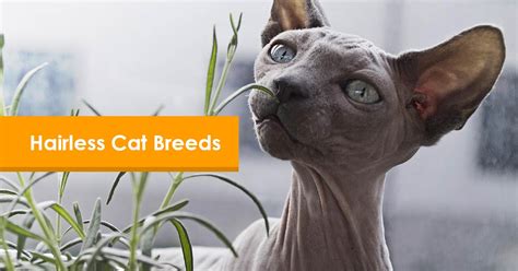 10 Best Hairless Cat Breeds That Make Great Pets