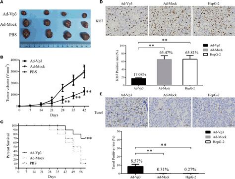 Frontiers Effects Of Apoptin Induced Endoplasmic Reticulum Stress On